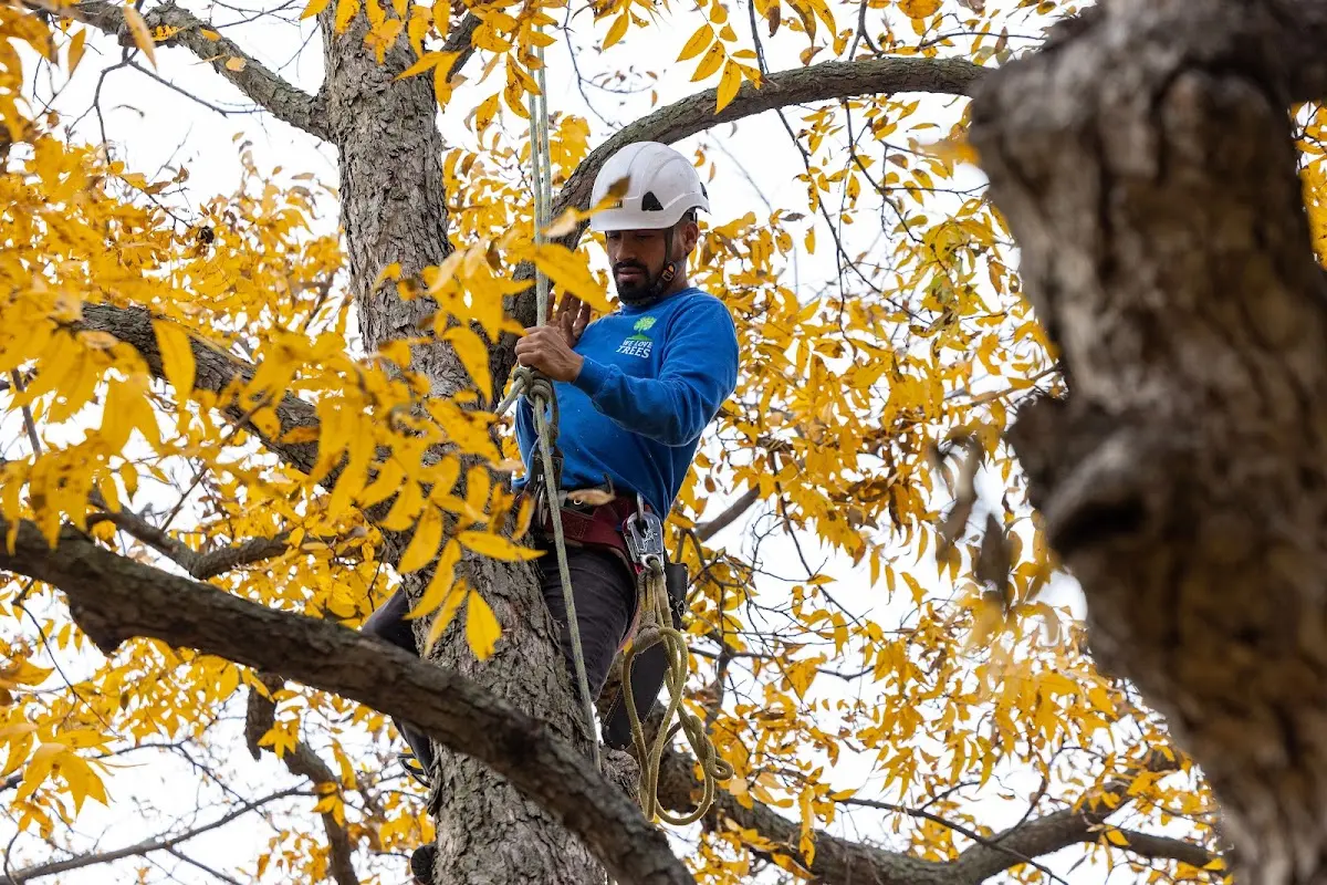 Skilled Tree Planing crew working in Littlefield