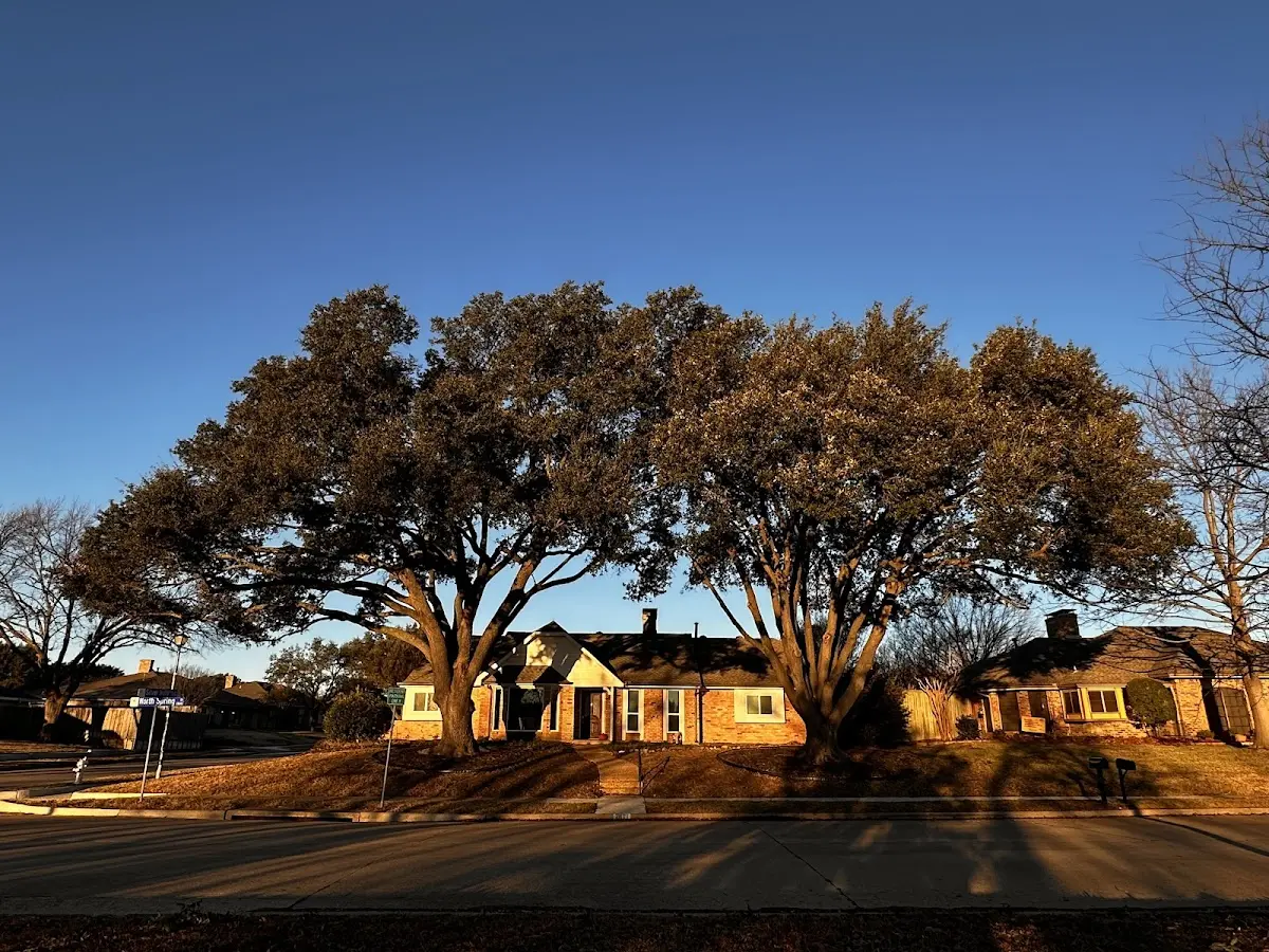 Established residential canopy tree shading a home in Littlefield